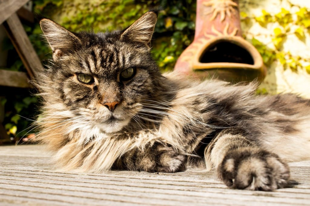 Maine Coon caractère, santé, alimentation, prix et entretien Vetocanis