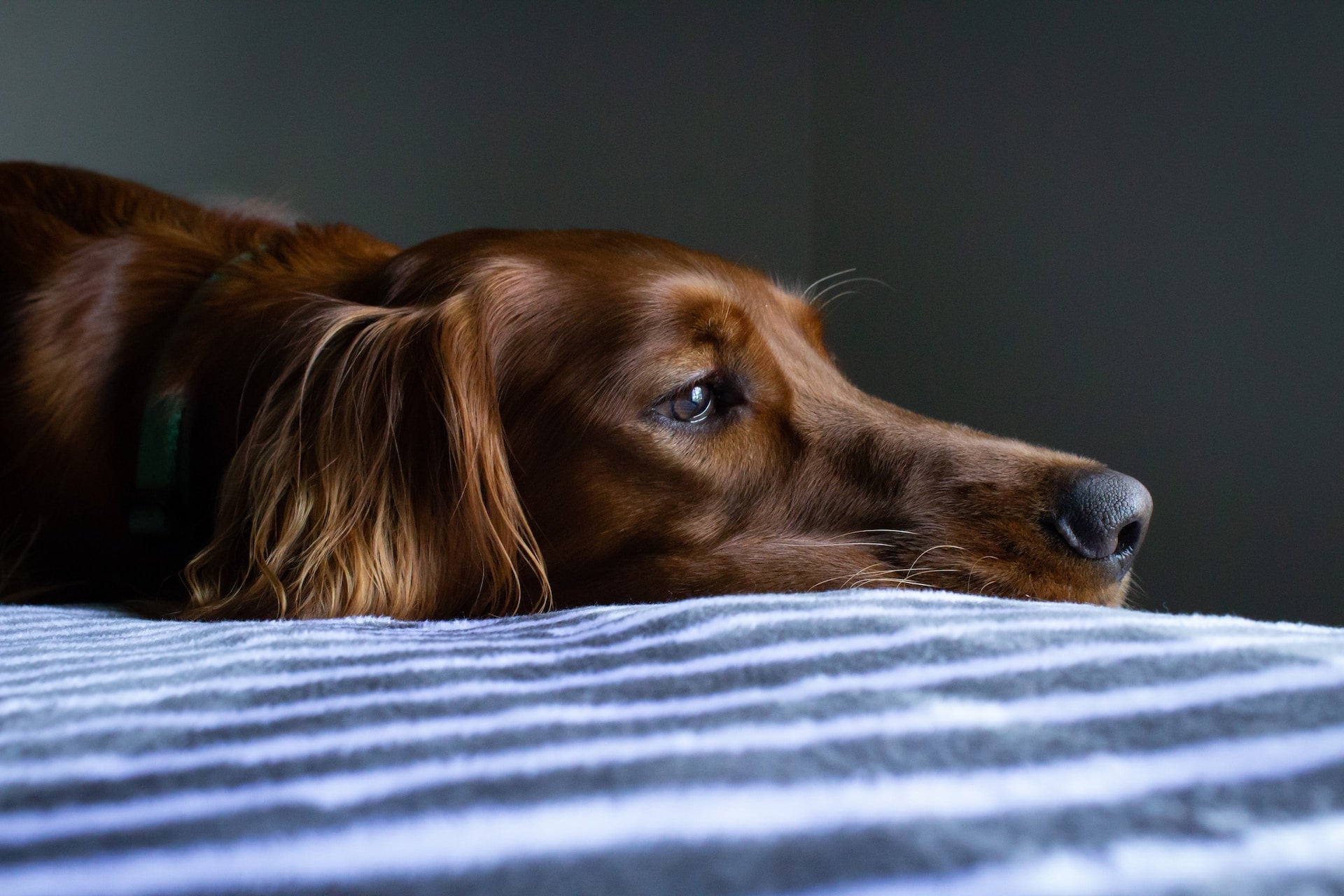 Leptospirose Canine : causes, symptômes, traitement – Vetocanis