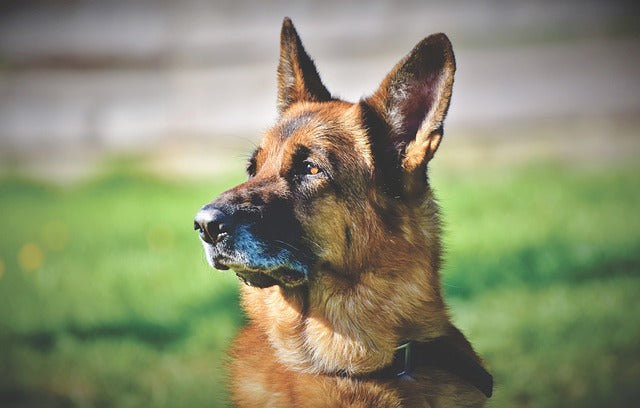 Gale des oreilles chez le chien : causes, symptômes et traitement ..., image size:640x408