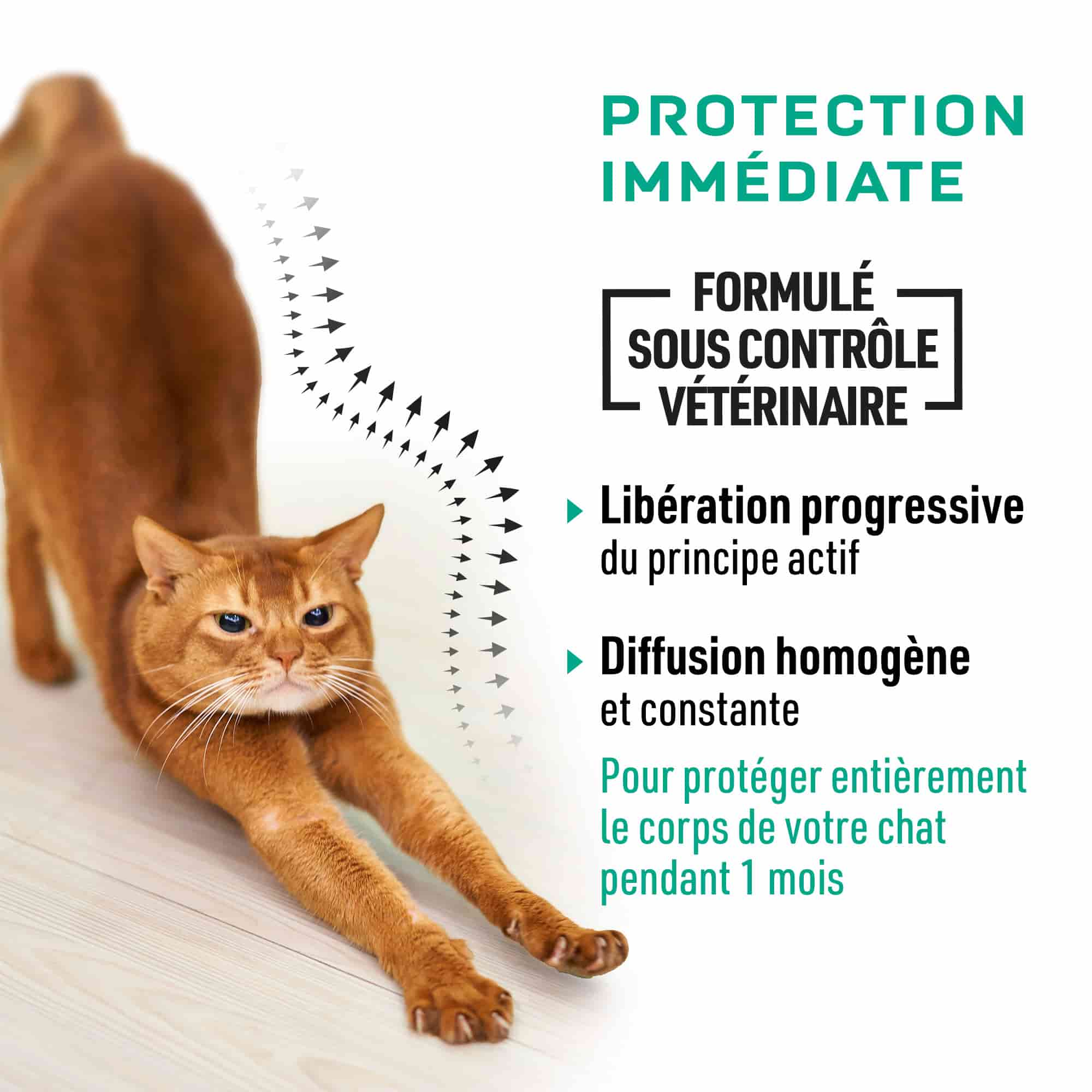 Produit avec protection immédiate formulé sous contrôle vétérinaire pour chat
