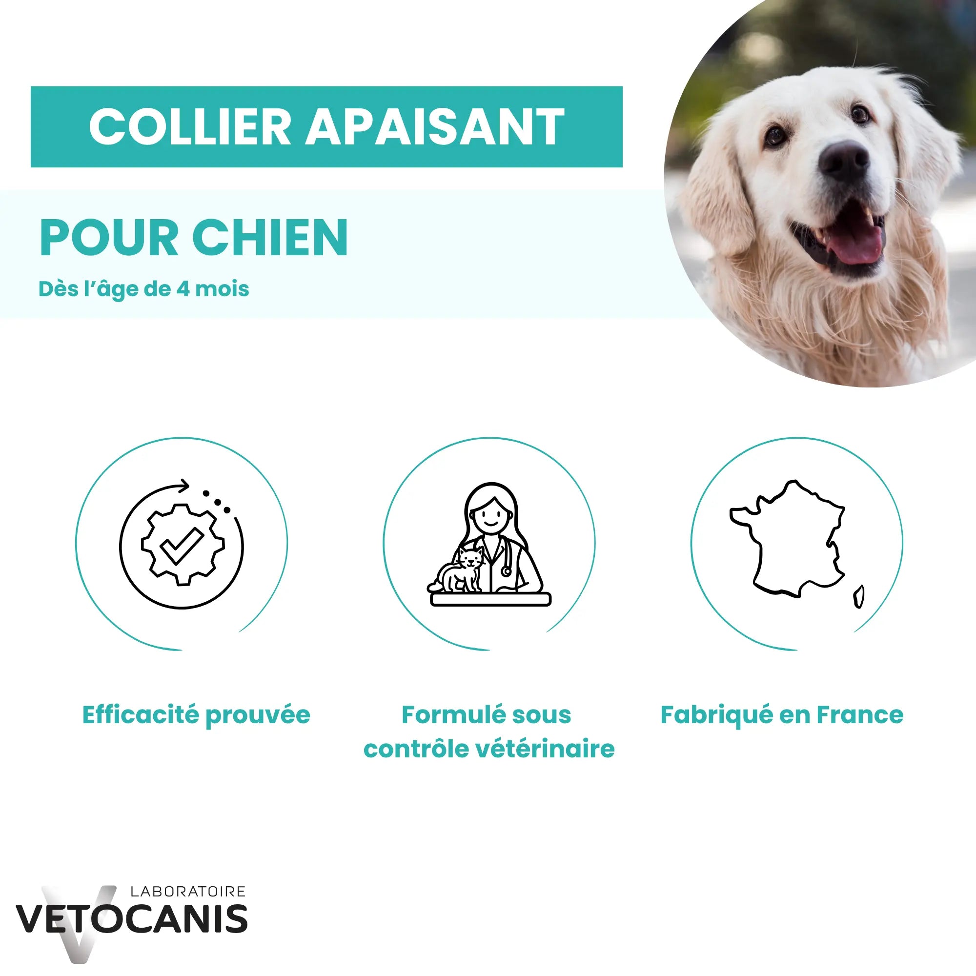 collier apaisant chien