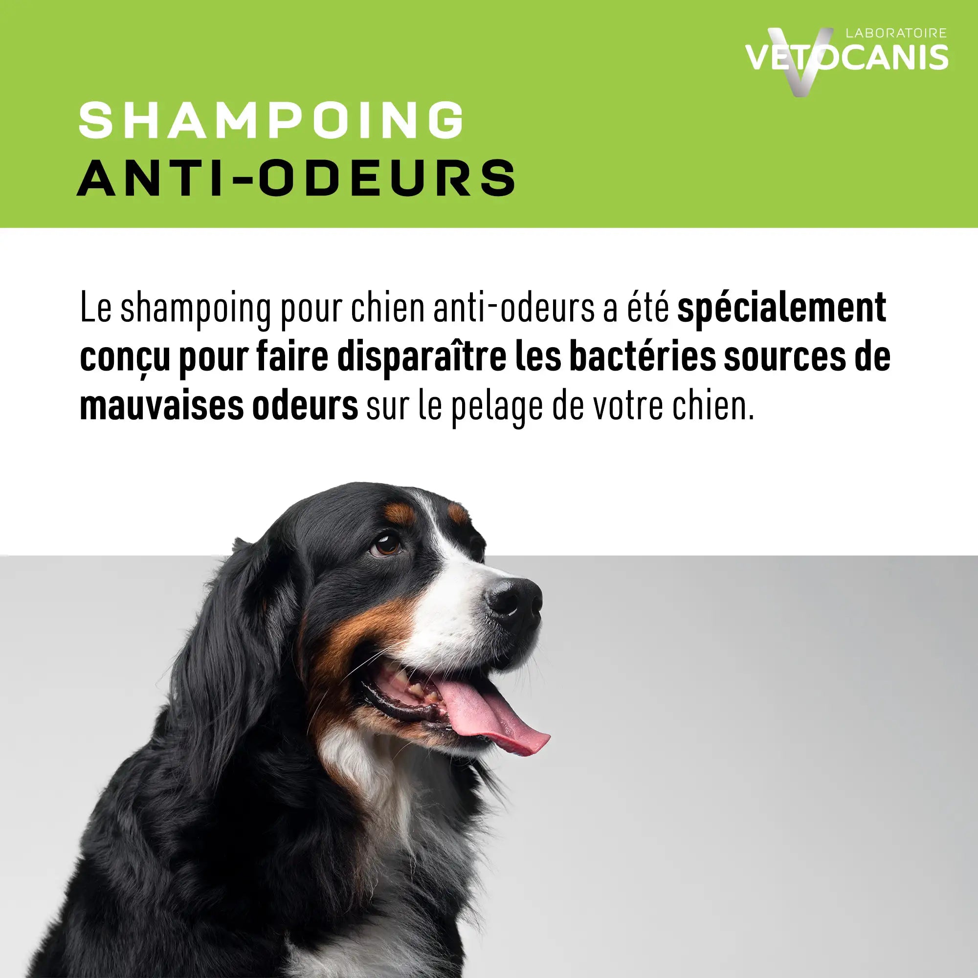 shampoing chien anti mauvaises odeurs et bactéries
