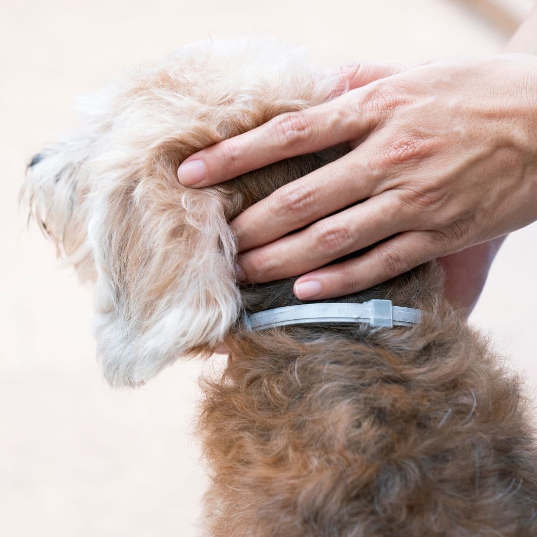 collier antiparsitaire puces et tiques sur chien vetocanis