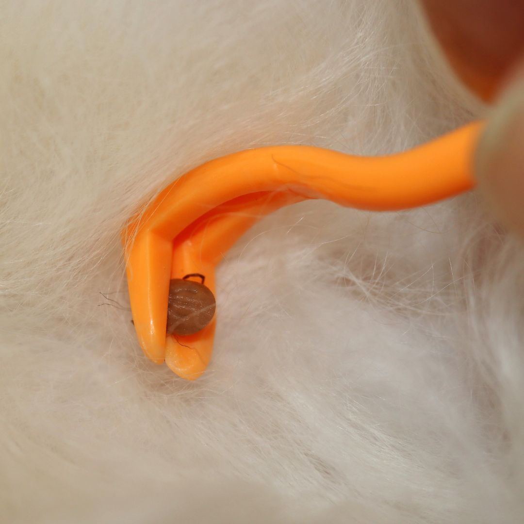 tire tique pour chien et chat