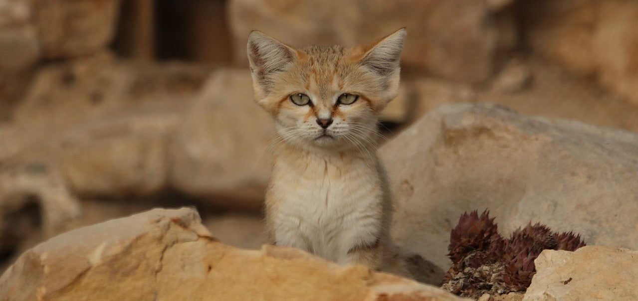 Chat des sables : tout savoir sur le chat du désert