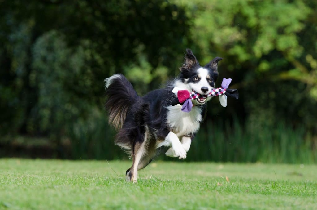 Peut-on laver son chien avec du bicarbonate de soude ?