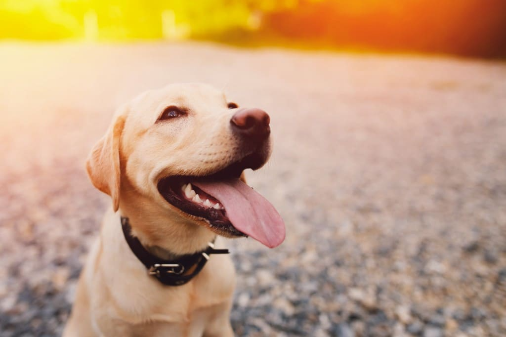 La Leishmaniose chez le chien