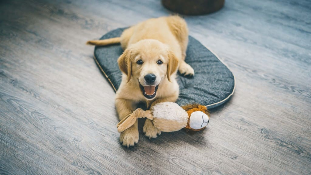 Comment rendre mon chien propre en appartement ?