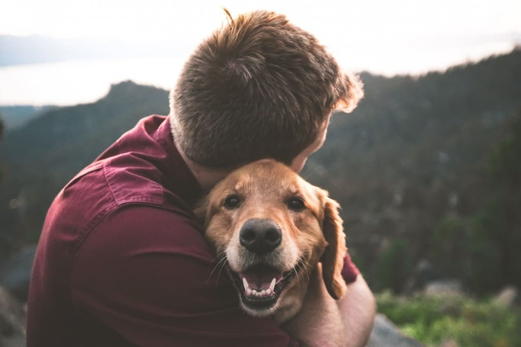 10 conseils pour prendre soin de son chien