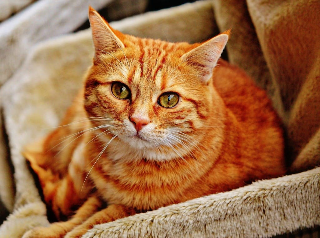 Mon chat a des vers : que faire ?