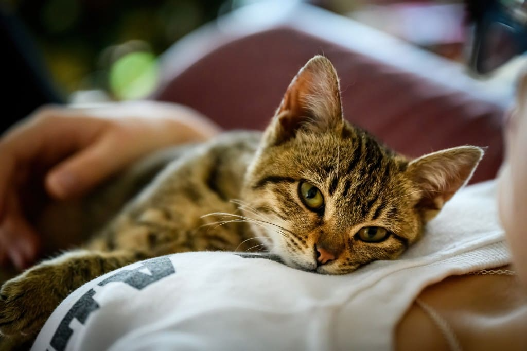 Hygiène et soins quotidiens, pour un chat en pleine santé