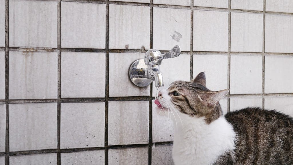 La fontaine à eau pour le chat