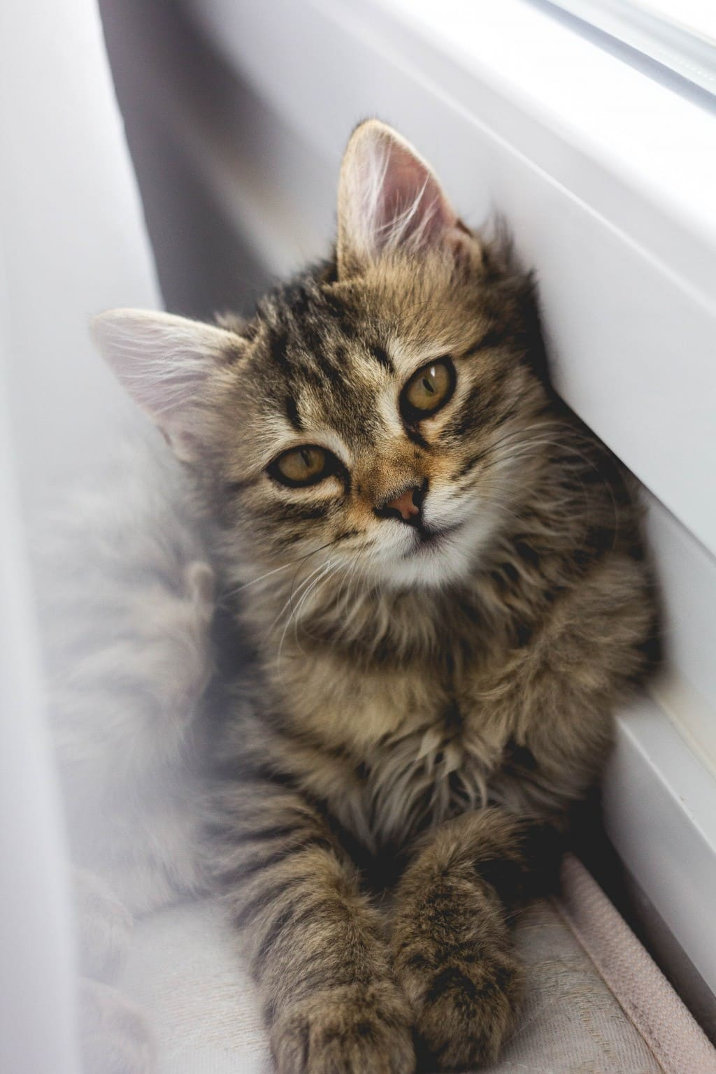 La toux chez le chat : causes et solutions