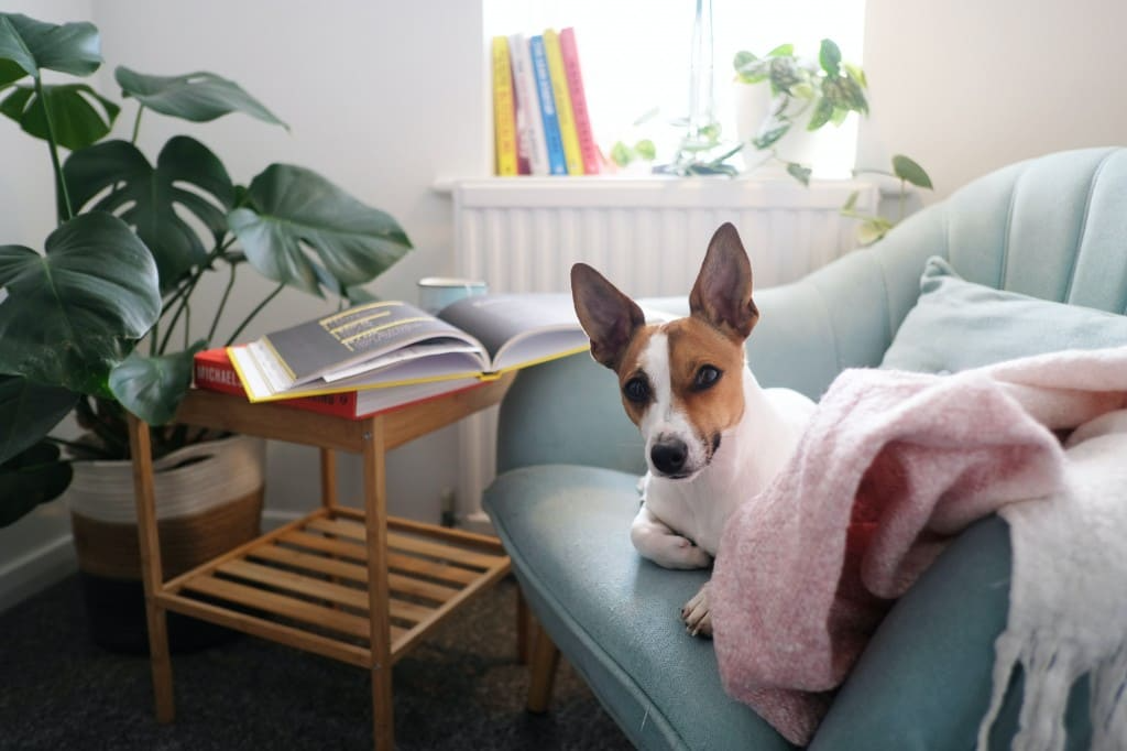 Apprendre à son chien à rester seul