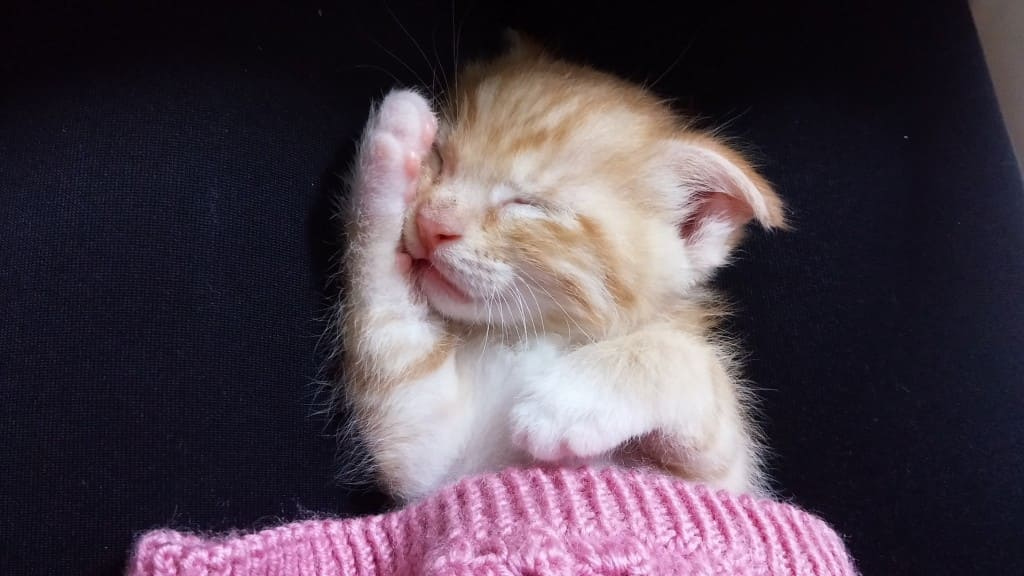 Comment bien accueillir un chaton ?