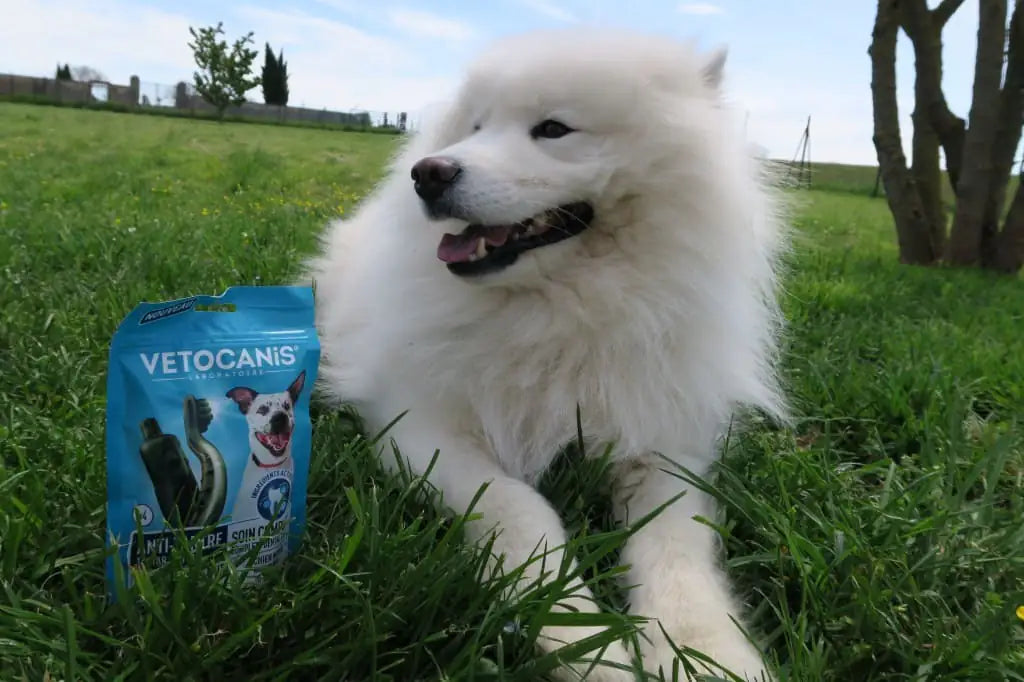 Friandises Anti Tartre pour Chien Vetocanis
