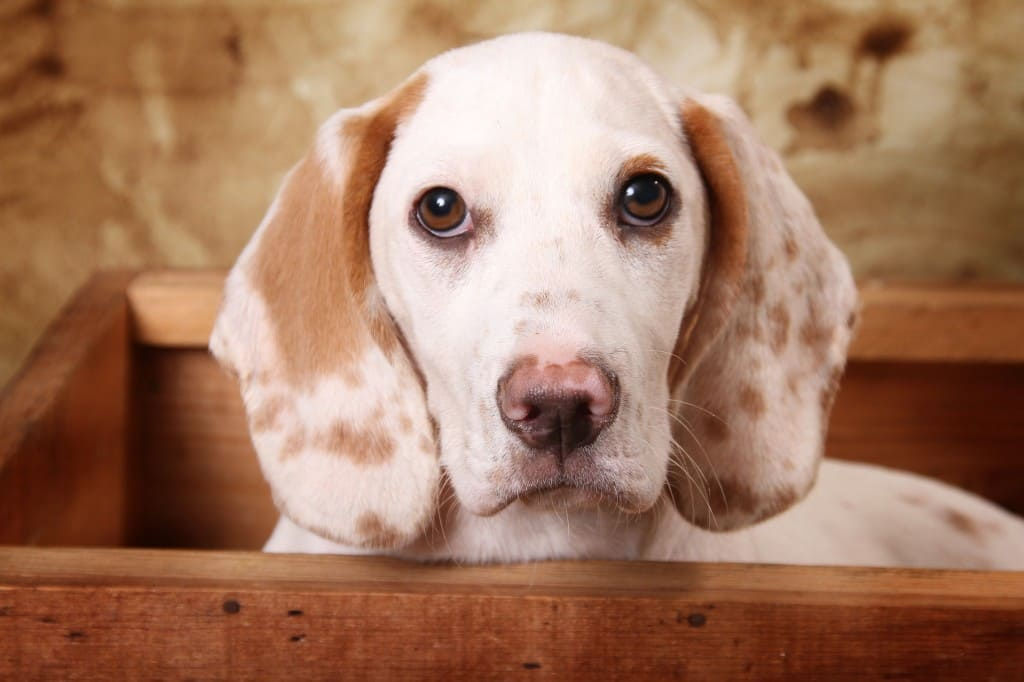 Comment désinfecter la niche de mon chien ?