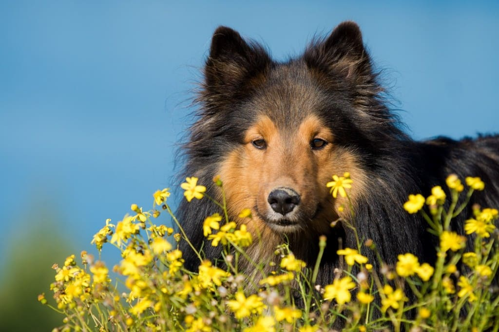 tout savoir pyodermite chien