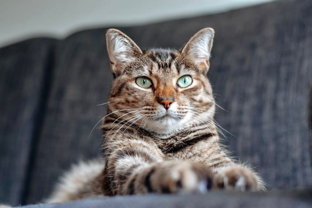 5 conseils pour garder votre chat en bonne santé