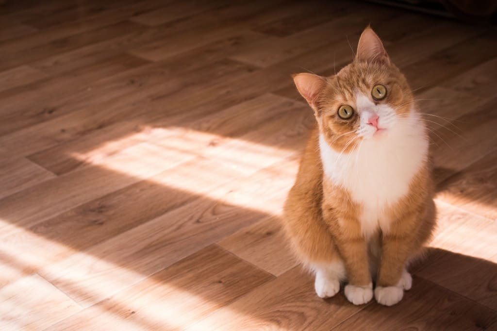 Mon chat fait pipi partout