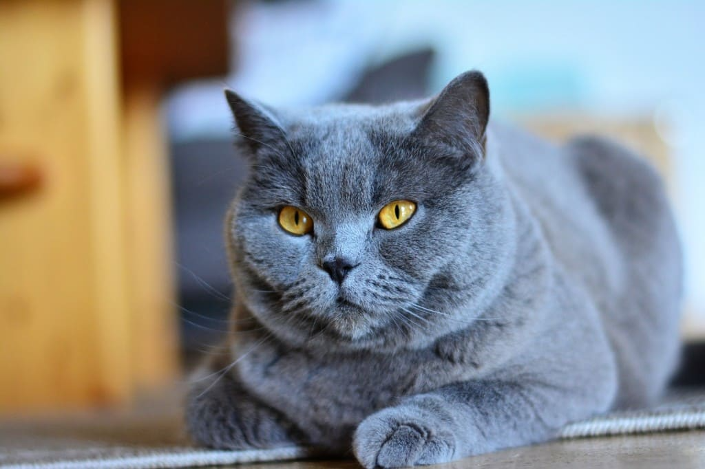 Le Chartreux