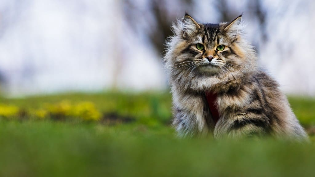 tout savoir sur le chat de race sibérien