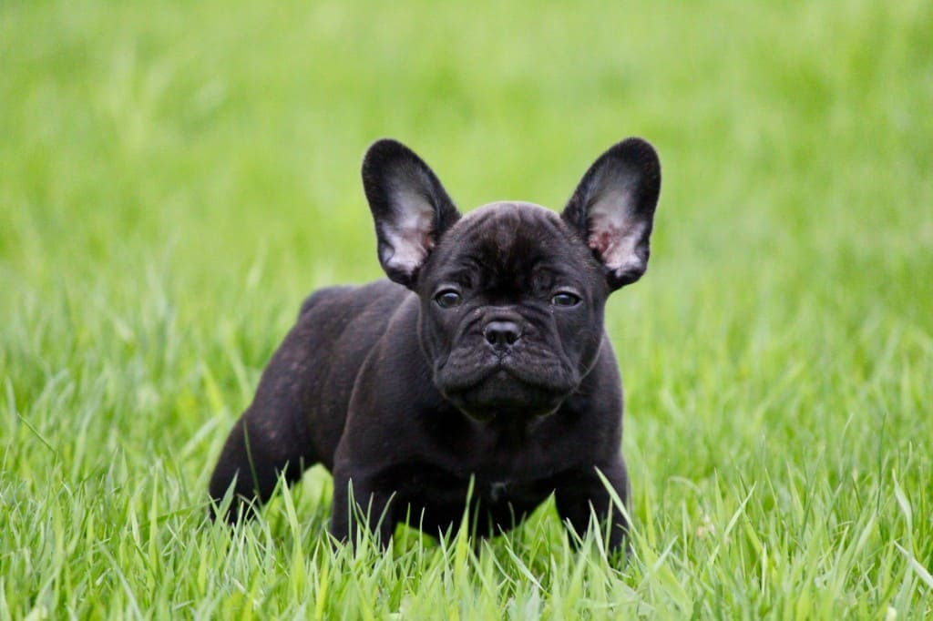 Bouledogue français fiche race