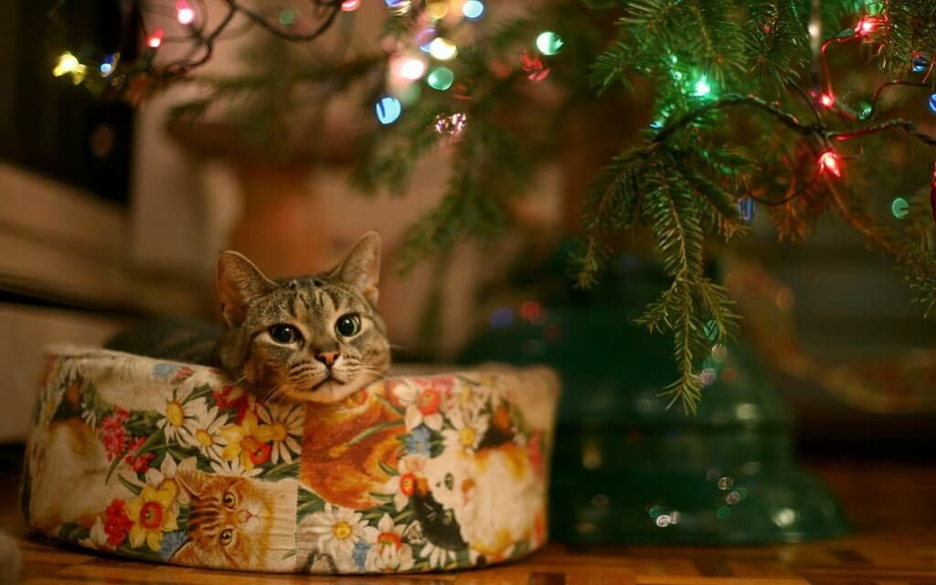 Feux d'artifice : 5 astuces pour réduire la peur de votre animal