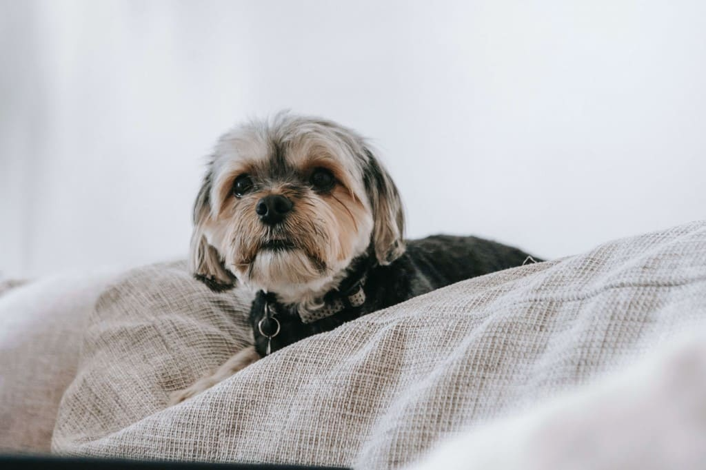 Le Yorkshire Terrier