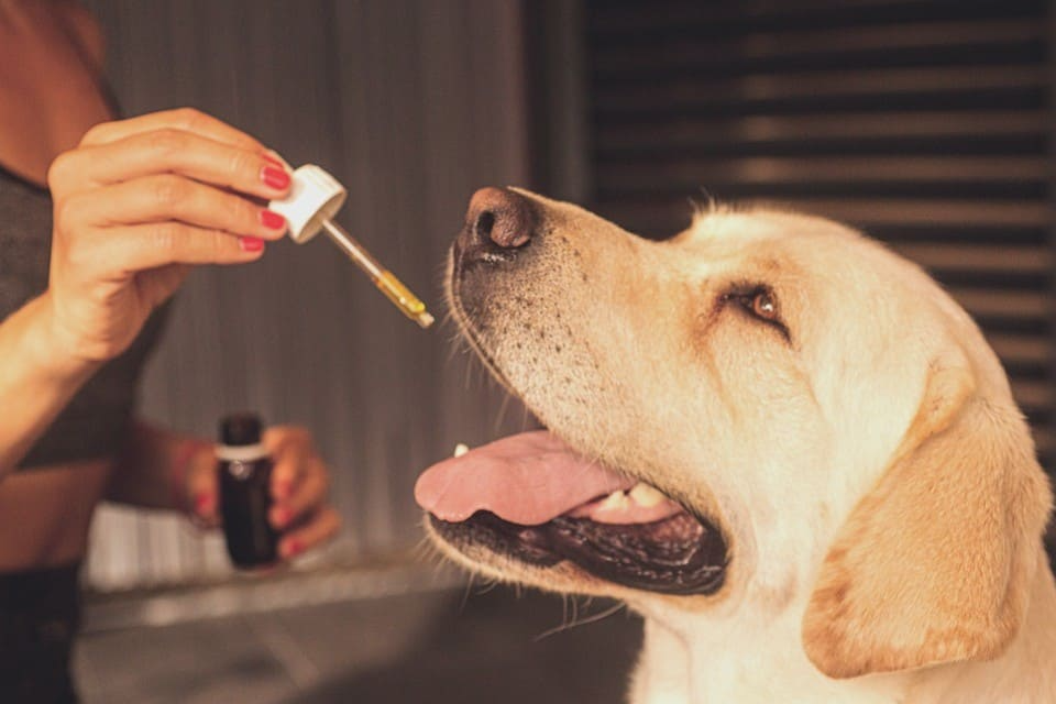 Le CBD pour les chiens