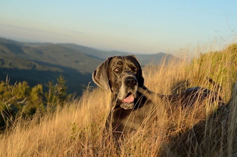 top 10 plus gros chiens monde