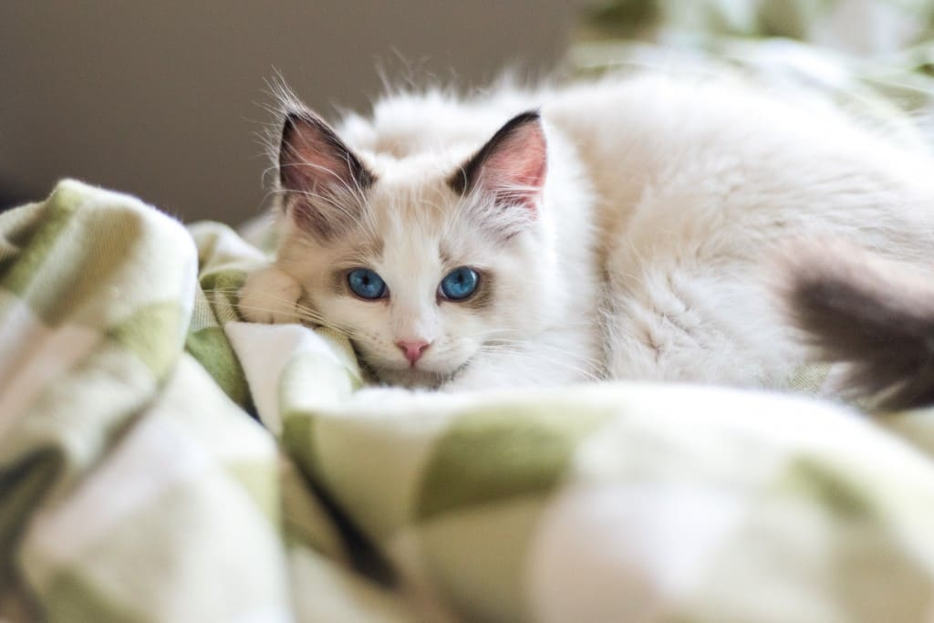 Ragdoll