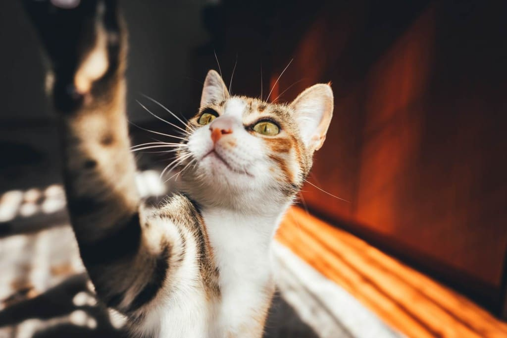 le langage corporel des chats
