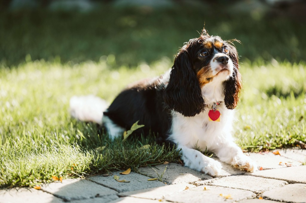 toutes les infos sur les Cavalier King Charles CKC