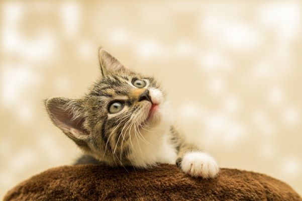 chat propreté