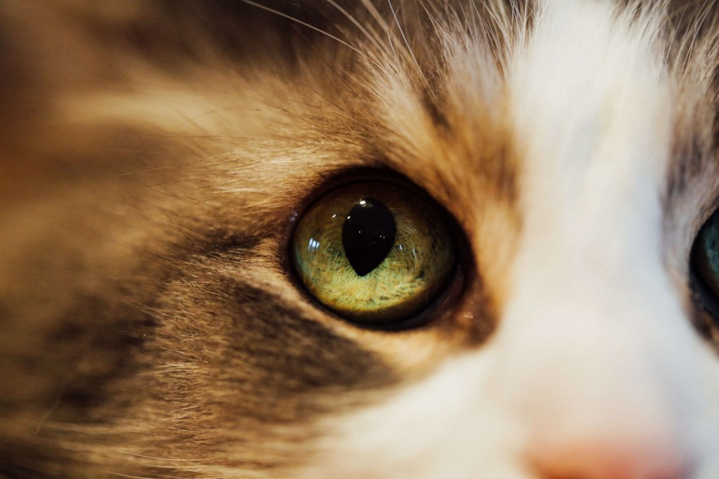 Vision du chat : voyez exactement comment voit le chat !