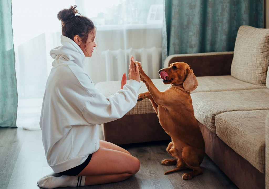 jeux en intérieur avec chien