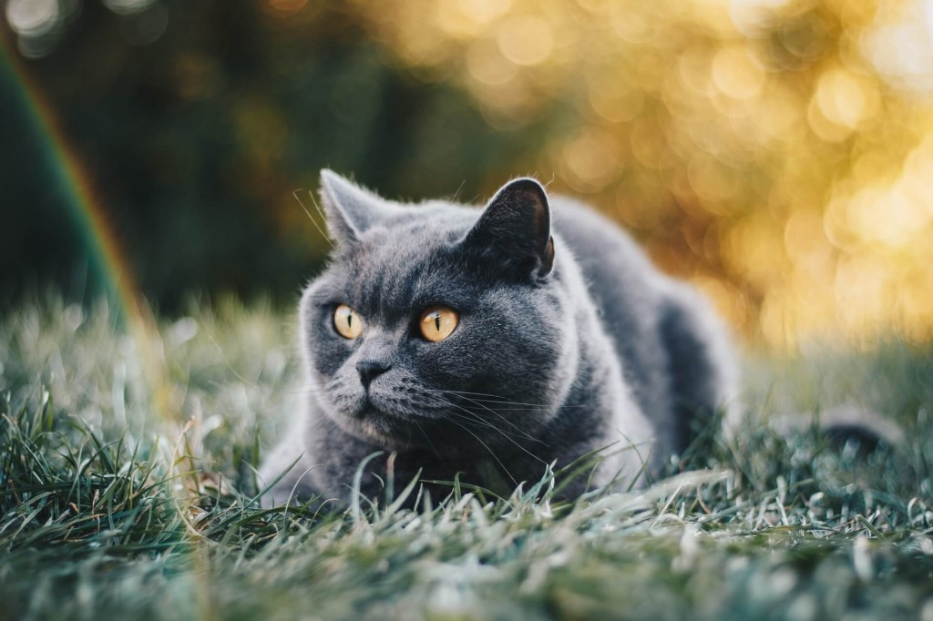 British Shorthair chat comportement caractère