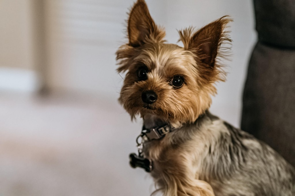 petites races de chiens