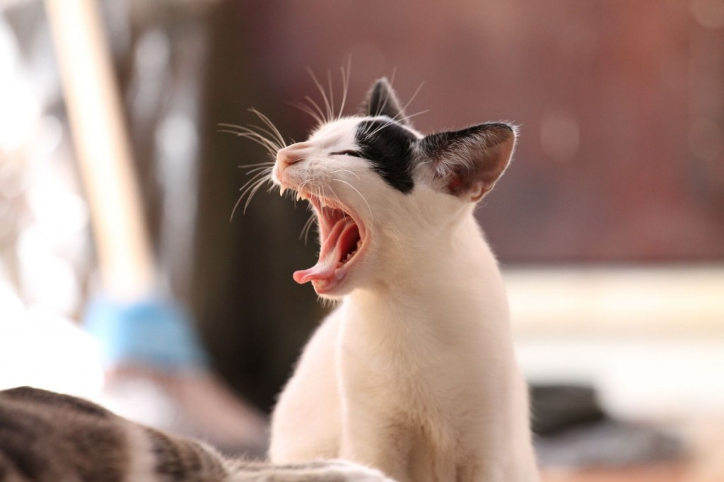 Vermifuge pour chat : pourquoi, quand, comment vermifuger son animal ?