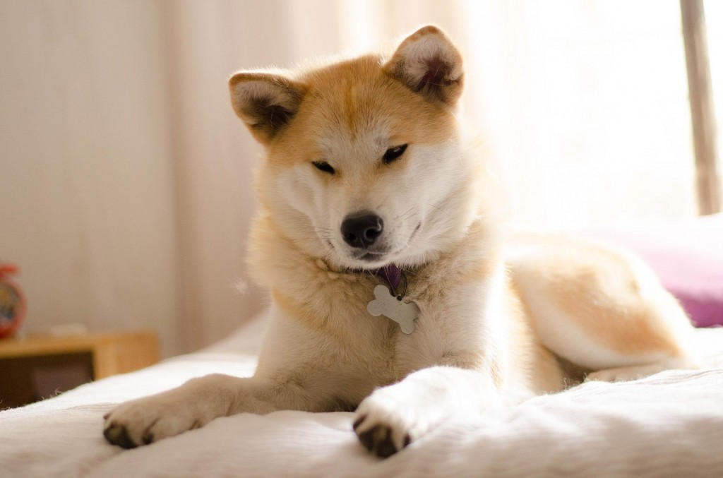 akita inu fiche race