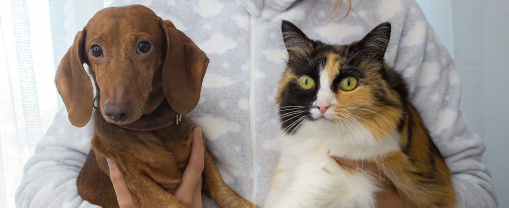 Quel est l’âge de mon chien ou chat en âge humain ?