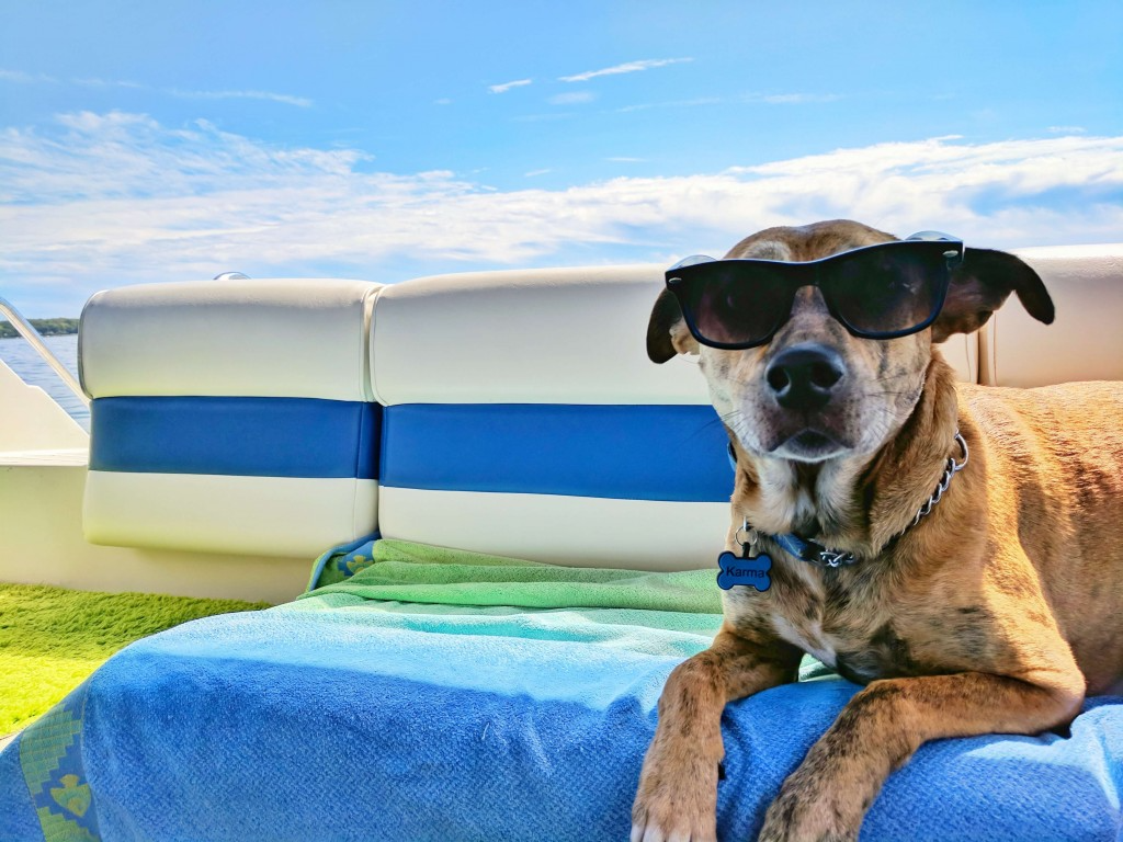 préparer vacances avec chien