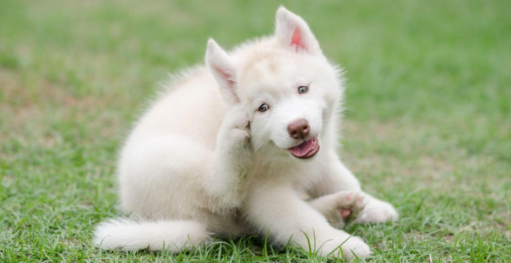 tiques chez chien danger conséquences