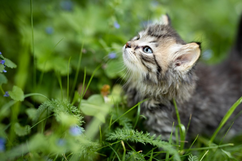 Mon chat a des puces :  les reconnaître et les traiter
