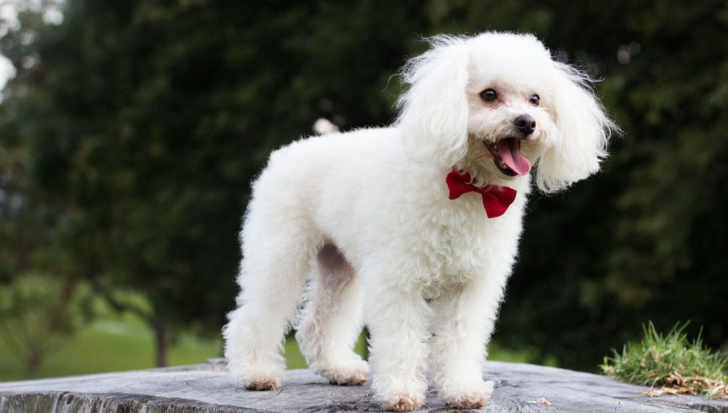 Caniche