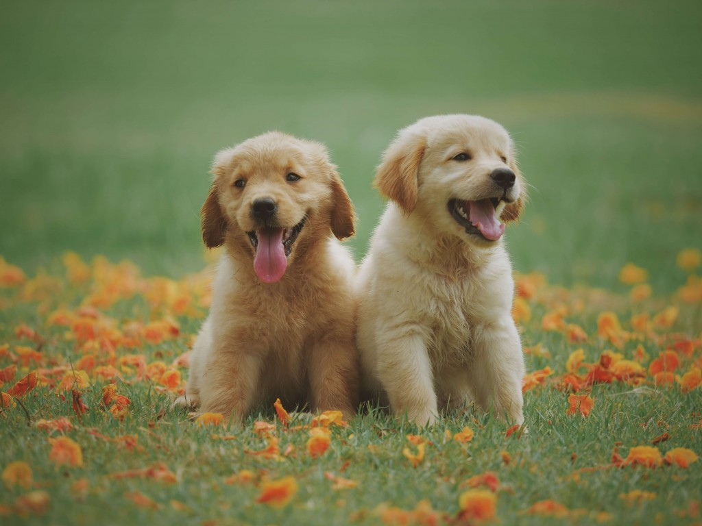golden retriever race facile dresser