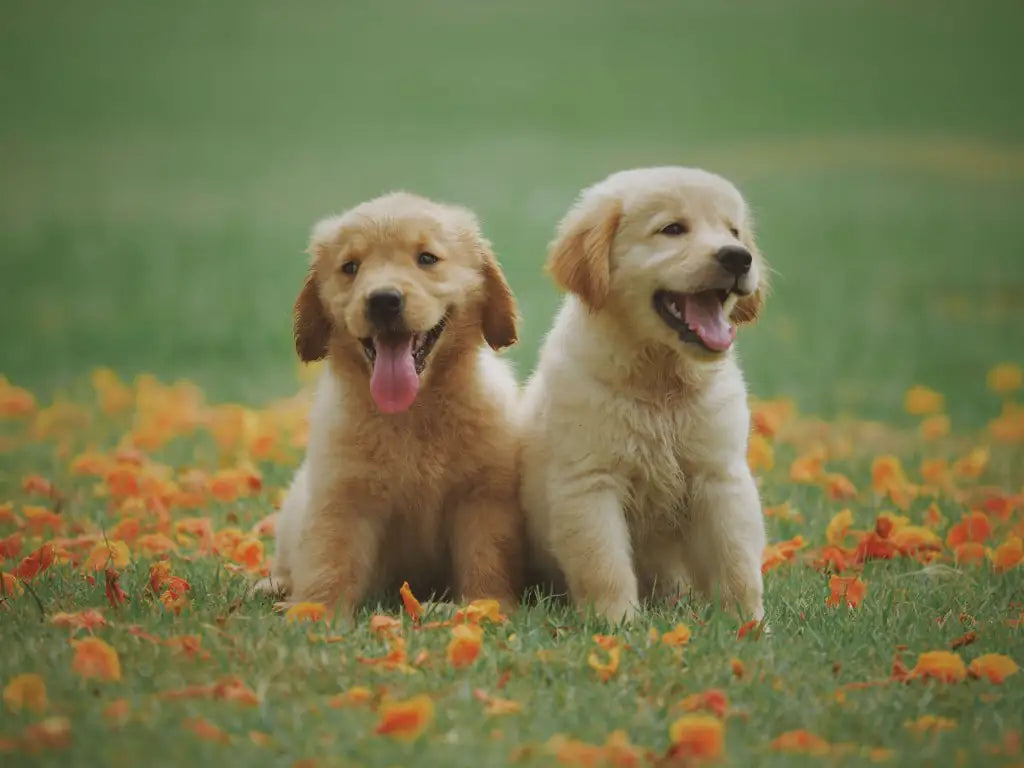 golden retriever race facile dresser