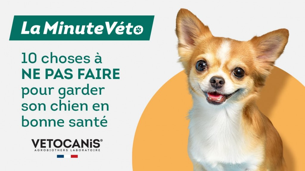 conseils garder son chien en bonne santé