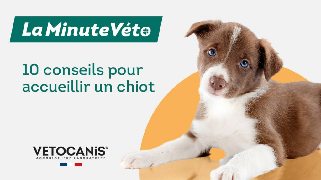 conseils pour accueillir un chiot